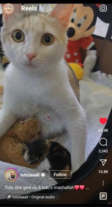 kochengfs's tweet photo. kcg! mashaallah tutu taali kucing 300gram yang aku besarkan dengan kuota udah jadi ibu???? 😭🥹 https://t.co/1NqN2RqMog