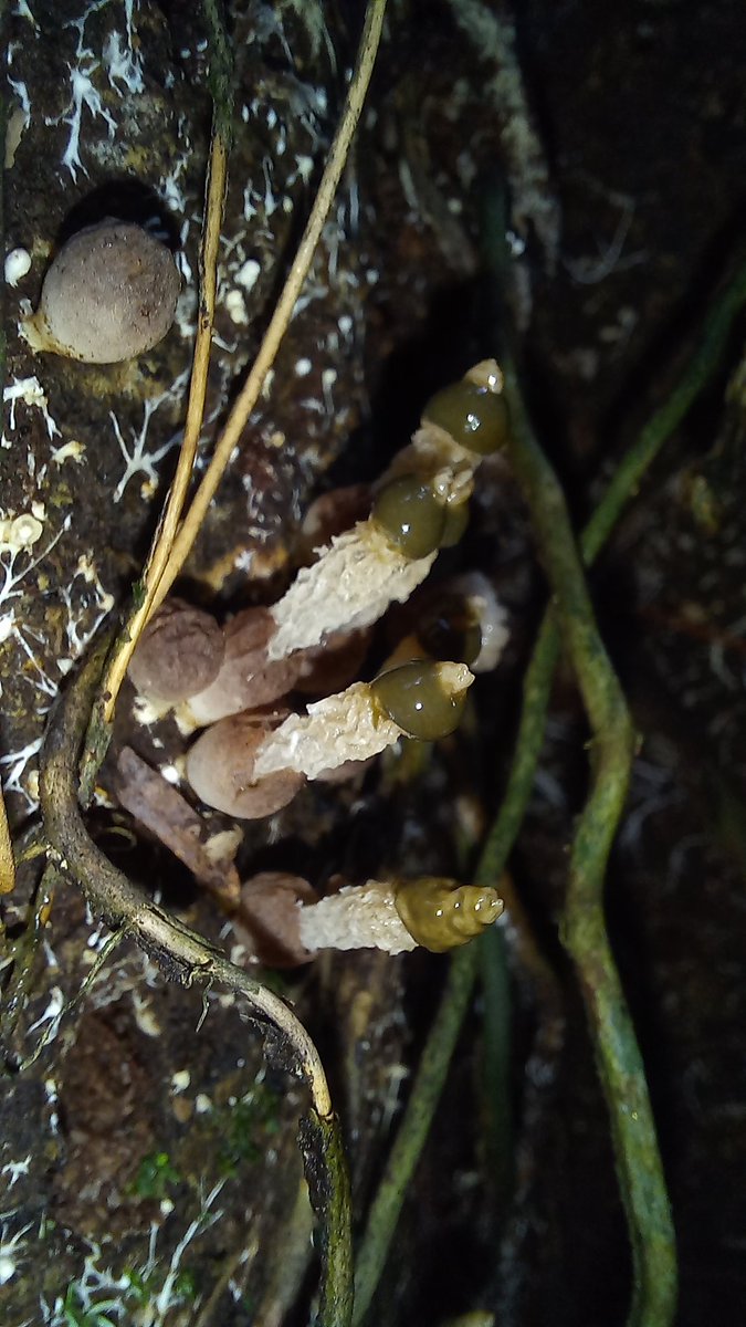 debi_ed's tweet photo. After spending a lot of time in the forest, it is always interesting to see things like this 🍄 a lot of flies around them 🪰  Xylophallus. 
#tropicalforest #rainforest https://t.co/Lk7OaG0aVI