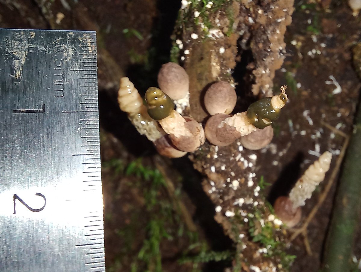 debi_ed's tweet photo. After spending a lot of time in the forest, it is always interesting to see things like this 🍄 a lot of flies around them 🪰  Xylophallus. 
#tropicalforest #rainforest https://t.co/Lk7OaG0aVI