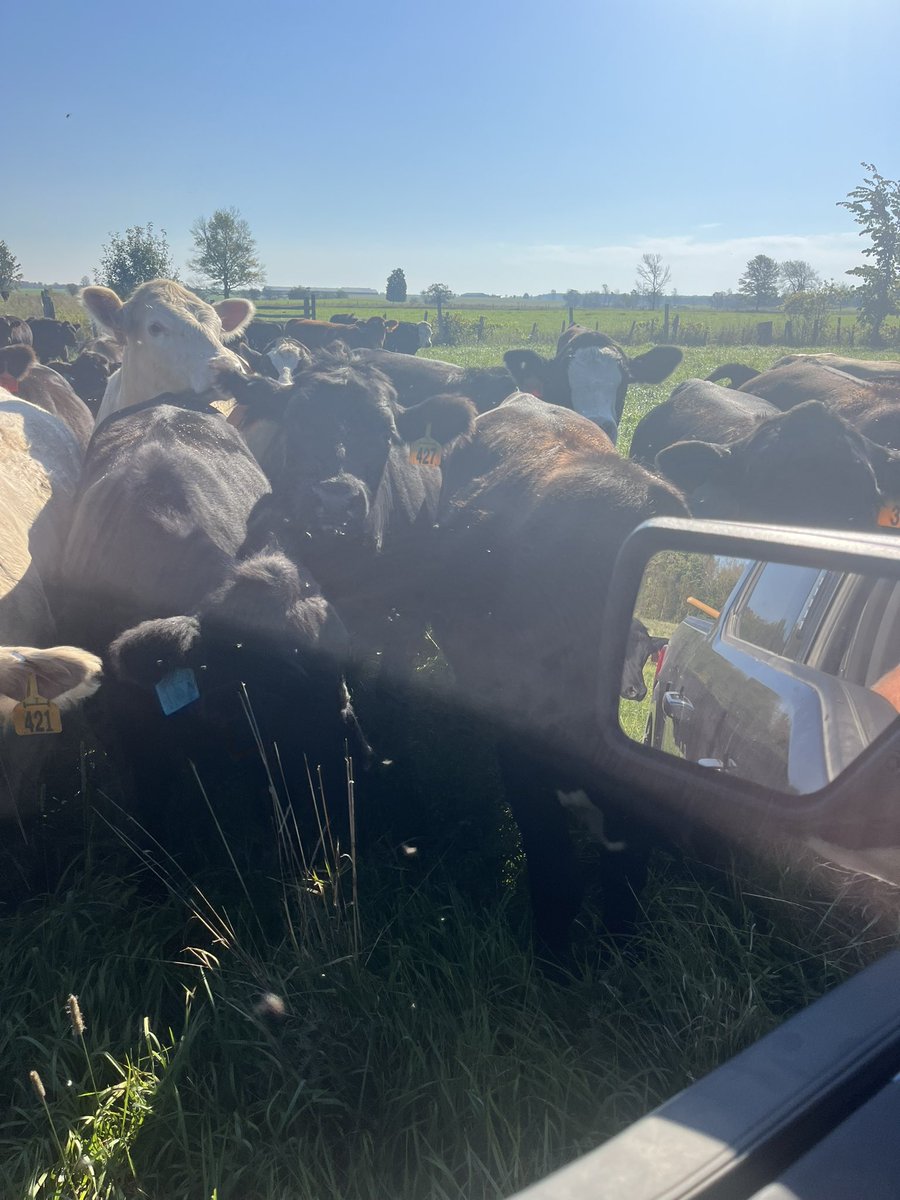 wolfe2099's tweet photo. Pasture move before it gets real hot great working with quiet cattle. https://t.co/SLzDFFJnCH