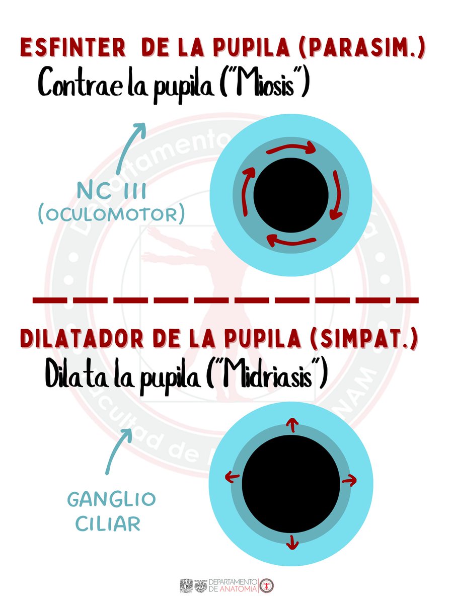 AnatomiaUnam's tweet photo. Músculos de la pupila 👁️  #AnatomiaUnam #facmed #ojo #esfinter https://t.co/erOrotShiP