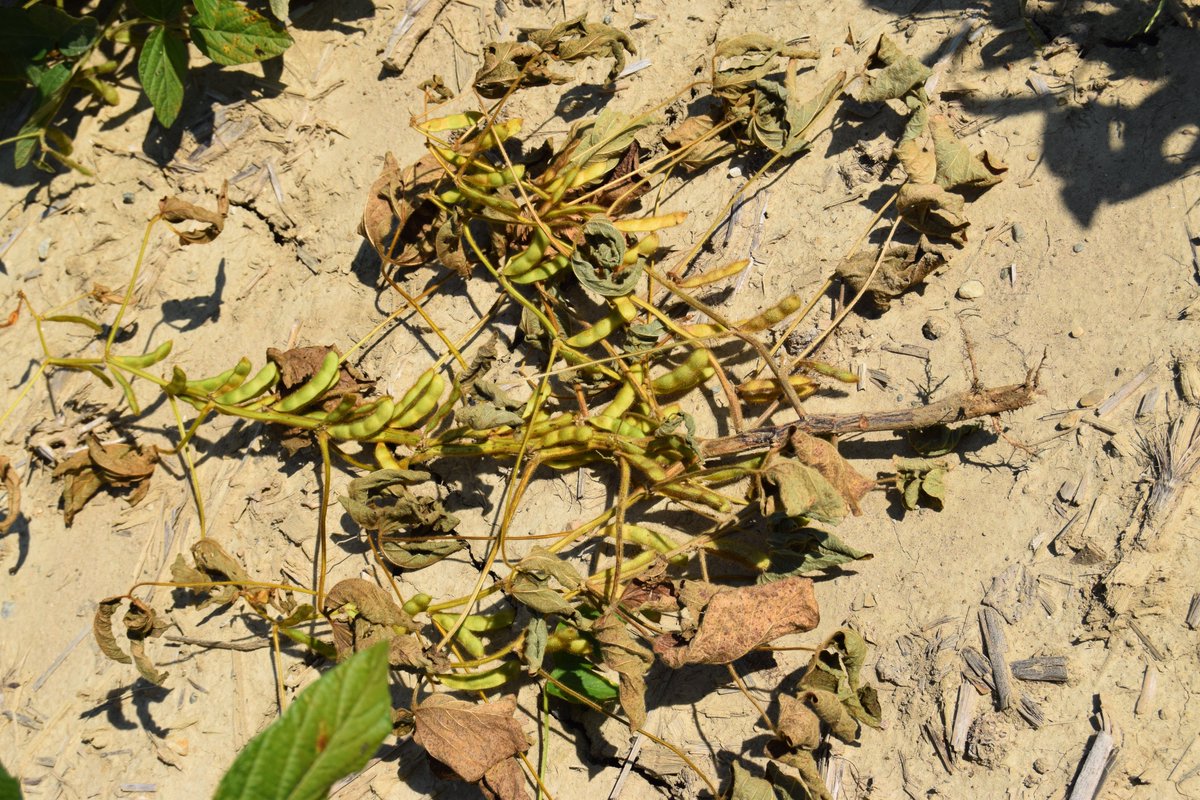 Some late season Phytophthora root rot, in our root rot trials in Woodslee Ontario.