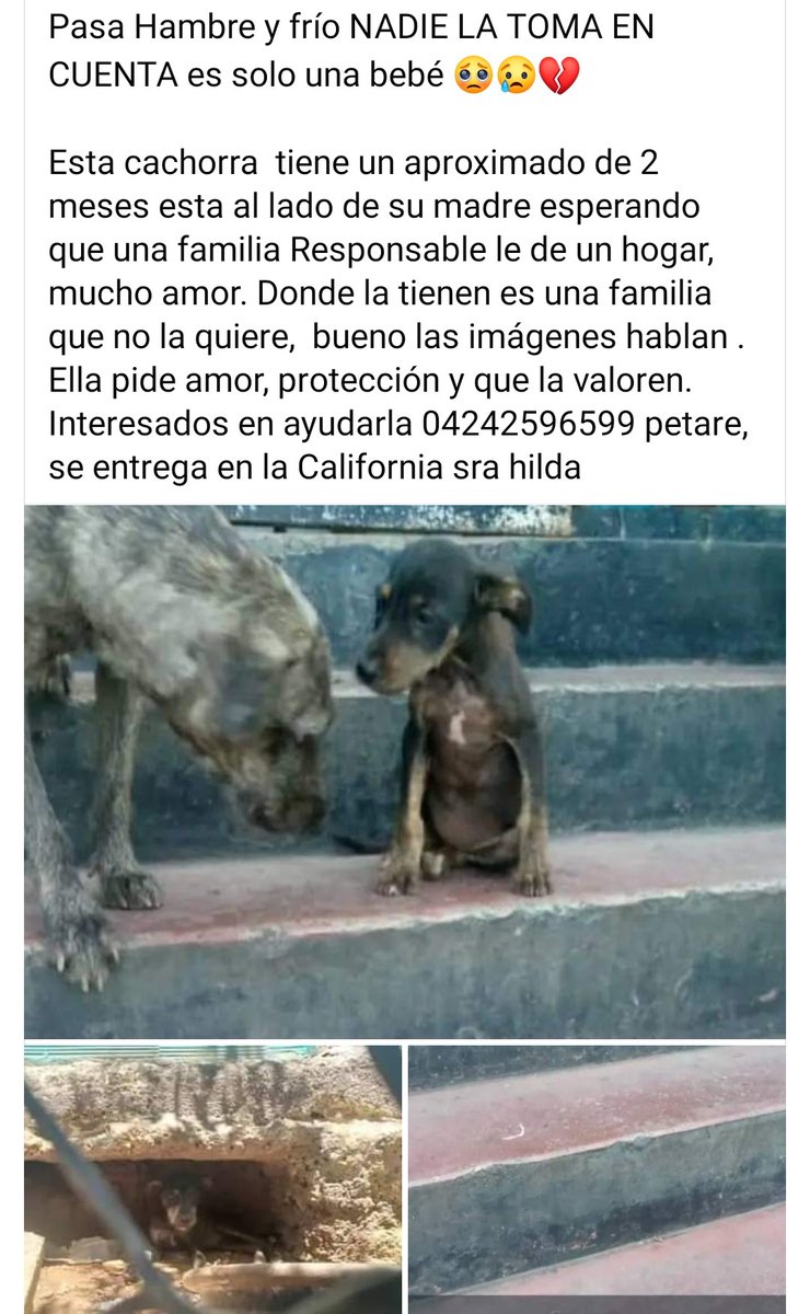 Por amor a Dios que quiere a todas sus criaturas. URGE hogar temporal o definitivo. Está en alto riesgo. La California Caracas