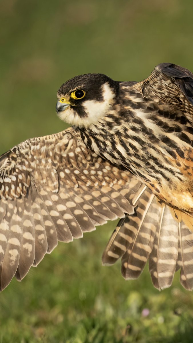 LutfiAltunsu's tweet photo. Eurasian Hobby / Delice Doğan, Bolu, 2024 https://t.co/JbRXtz6HQ6