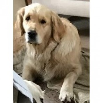 millypod1's tweet photo. π17 SEPT 2024 #Lost SAPHIE #ScanMe
Golden Retriever Female
#ReigateHeath nr #Reigate #Surrey #RH2 https://t.co/h3mpfqdvXj https://t.co/yXEKZbVb8S