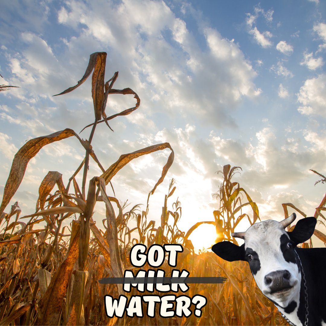 MWCD is providing water from Piedmont and Seneca Lakes for livestock to assist during this record setting drought at no cost. We appreciate the partnership with OSU ext. Guernsey co.  &amp; Guernsey SWCD. Local farmers can call Guernsey SWCD at 740-489-5276.