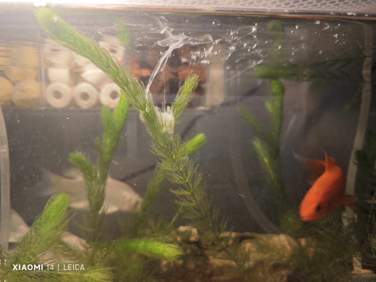 胡吊扯 tweet media