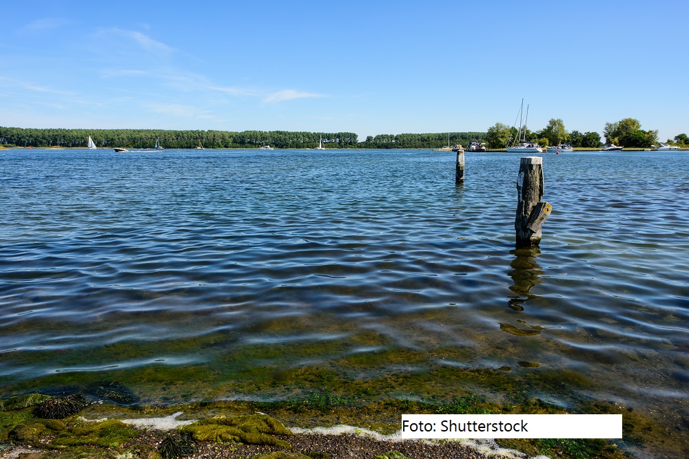 GRotgers's tweet image. Forse aanscherping van de waternormen in Zeeland veroorzaakt verslechterende trend waterkwaliteit #fosfor #stikstof

stichtingagrifacts.nl/forse-aanscher…