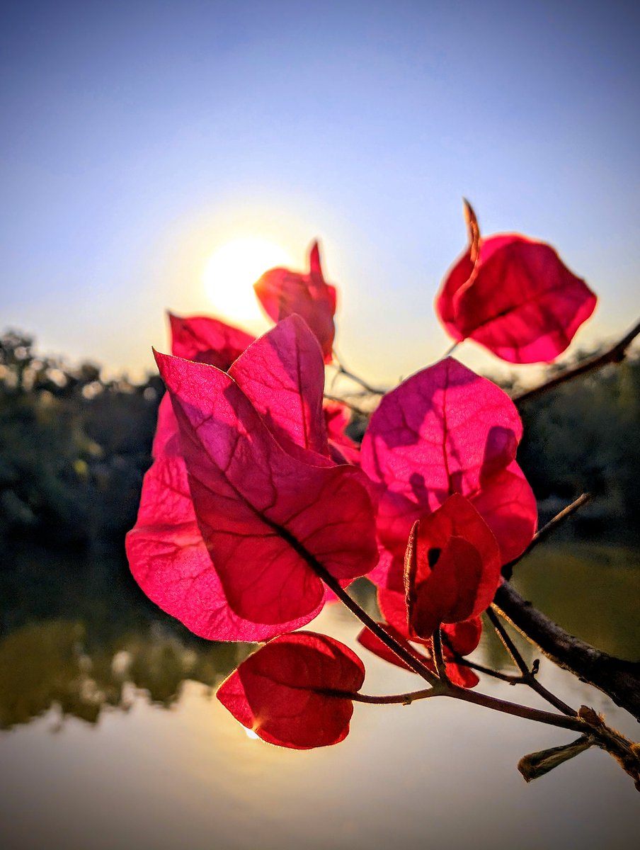arifsakib93's tweet photo. A symphony of colors, as sunlight kisses each flower, awakening their beauty, a surreal awe of nature
#throwback #mobilephotography #pixelphotography #pixel8pro #naturephotography #skylovers #sunset #sunscape #tripoftheday #destination #officetrip #bKash #bangladesh #bandarban https://t.co/XFq6iB3DEf