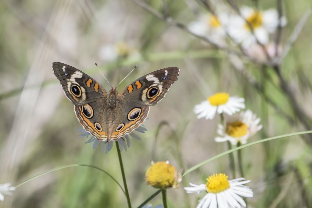 Did you know there are more than 700 species of butterflies in the United States? This one is a common buckeye, and can be seen feeding on nectar-producing flowers from the East Coast to the Southwest. What butterflies are you seeing this time of year?

Photo: Melissa Cheatwood