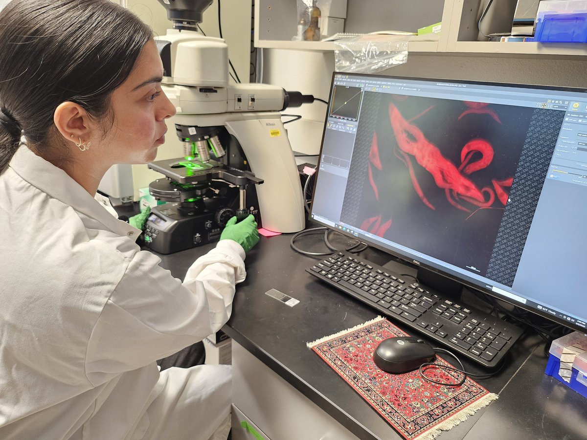 SDSUsciences's tweet image. When nematodes turn up without their heads & bacteria become the prime suspect, chemistry student Yesenia Rodriguez Reyes takes on the case! 👩🔬🦠🔎
Learn more about this first-gen scholar’s STEM story and how she investigated this scientific mystery: bit.ly/3zmODgi