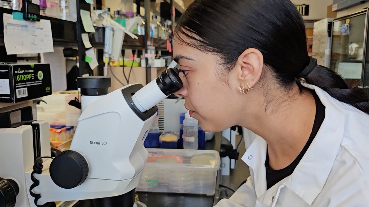 SDSUsciences's tweet image. When nematodes turn up without their heads & bacteria become the prime suspect, chemistry student Yesenia Rodriguez Reyes takes on the case! 👩🔬🦠🔎
Learn more about this first-gen scholar’s STEM story and how she investigated this scientific mystery: bit.ly/3zmODgi
