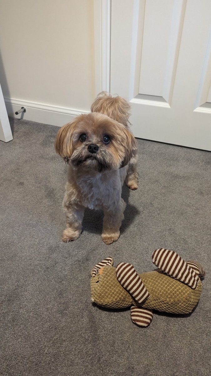 AdamGCB's tweet image. hello nerds

somehow my favorite idiot and arsehole son has racked up two insanely costly vet bills in very short period of time so I&apos;m offloading a bunch of Magic cards, including a load of fancy Secret Lairs on CM ✨

RTs appreciated 💙 

cardmarket.com/en/Magic/Users…