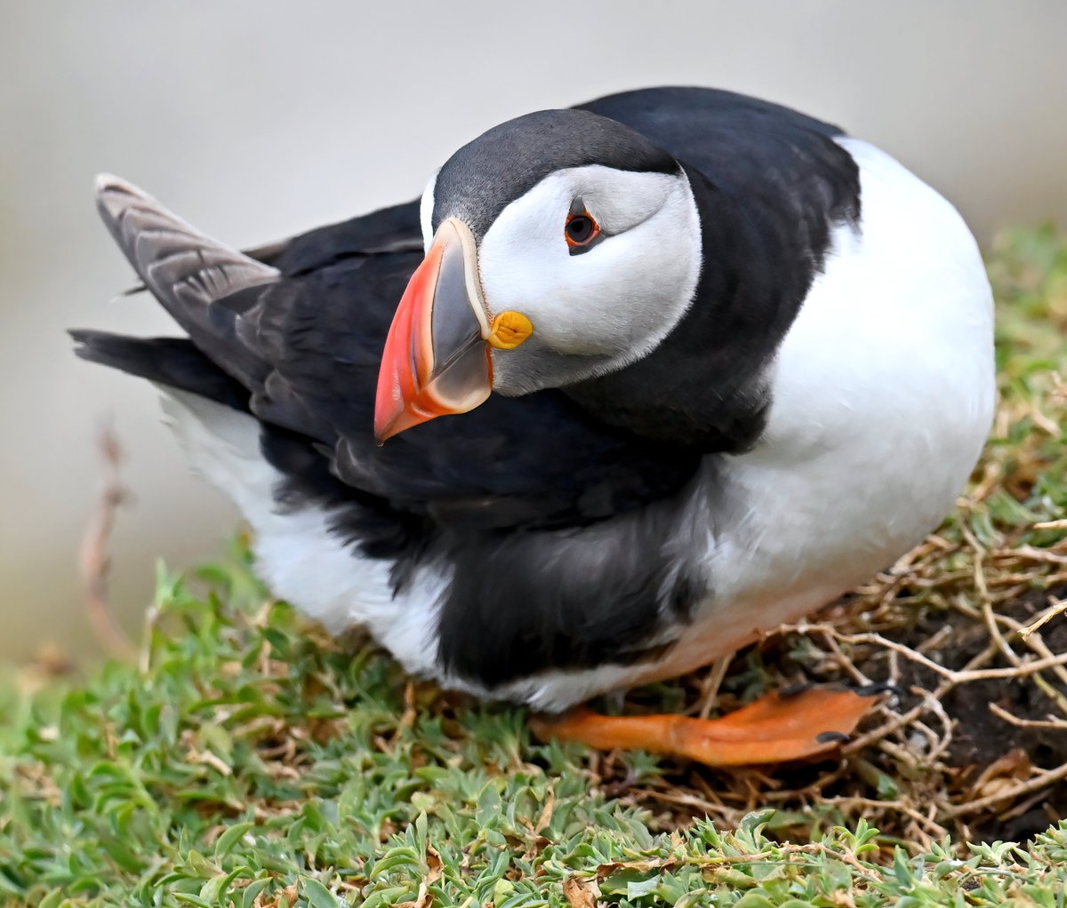 Who has missed #TheDailyPuffin? 🐦