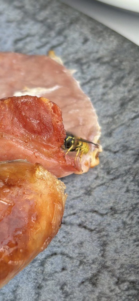 After some very poor attempts to photograph waterfowl, hawkers, darters and common carder bees <a href="/LisvaneLlanRes/">Lisvane & Llanishen Reservoirs</a> this week, I finally managed to capture the wildlife which shared our breakfast 🤣 #WildCardiffHour