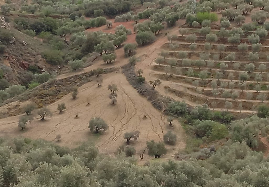 El lunes que viene presentamos resultados de #CoverOlive en Antequera (Málaga)
Contaremos como afectan los distintos manejos de la #cubiertavegetal a las perdidas por #erosión de #suelo y #carbono en el cultivo de #olivar.
Se agradece difusión 🙂