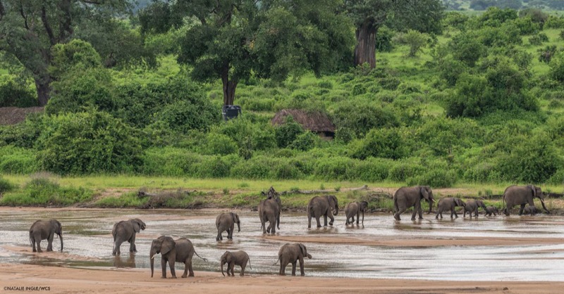 ADFmagazine's tweet photo. Read how the Miombo forest, that touches 11 African countries, is being decimated China’s demand for timber and fueling regional insecurity through bribery, corruption and illicit trafficking.