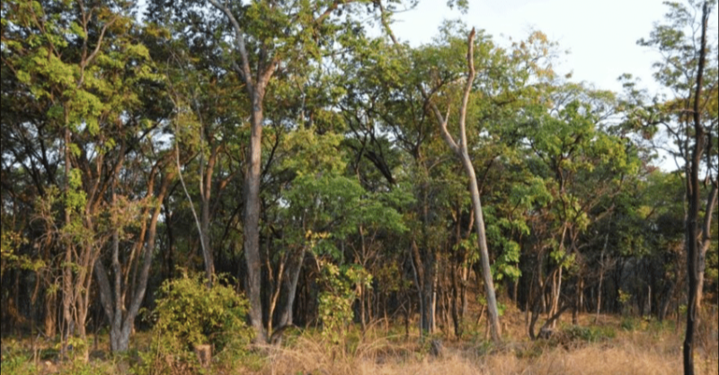 ADFmagazine's tweet photo. Read how the Miombo forest, that touches 11 African countries, is being decimated China’s demand for timber and fueling regional insecurity through bribery, corruption and illicit trafficking.