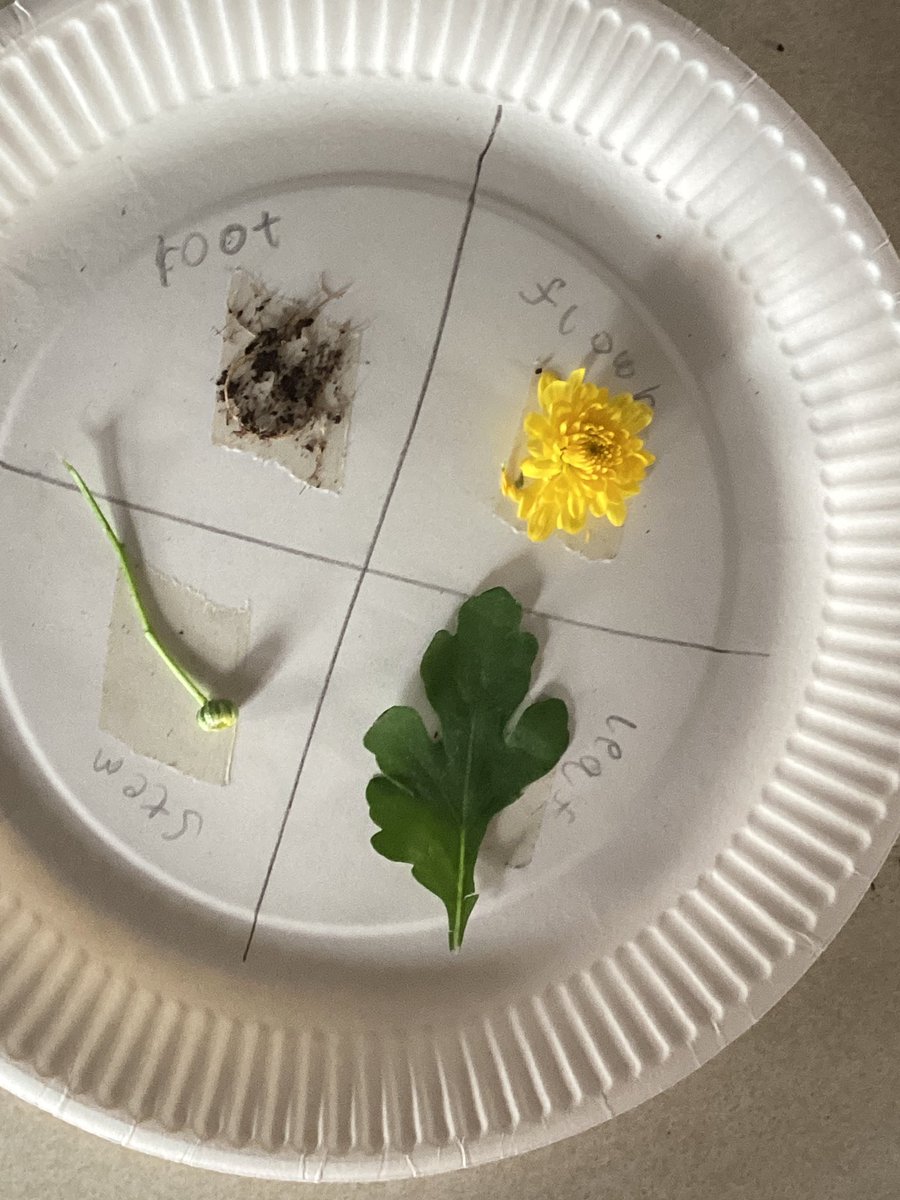 MissRomanoMLP's tweet image. Year 3 Blue enjoyed dissecting a plant  in order to identify the plant parts and their functions. 
@MabLanePri @MissNelsonMLP @advisoryscience #HEPScience 🪴🌼