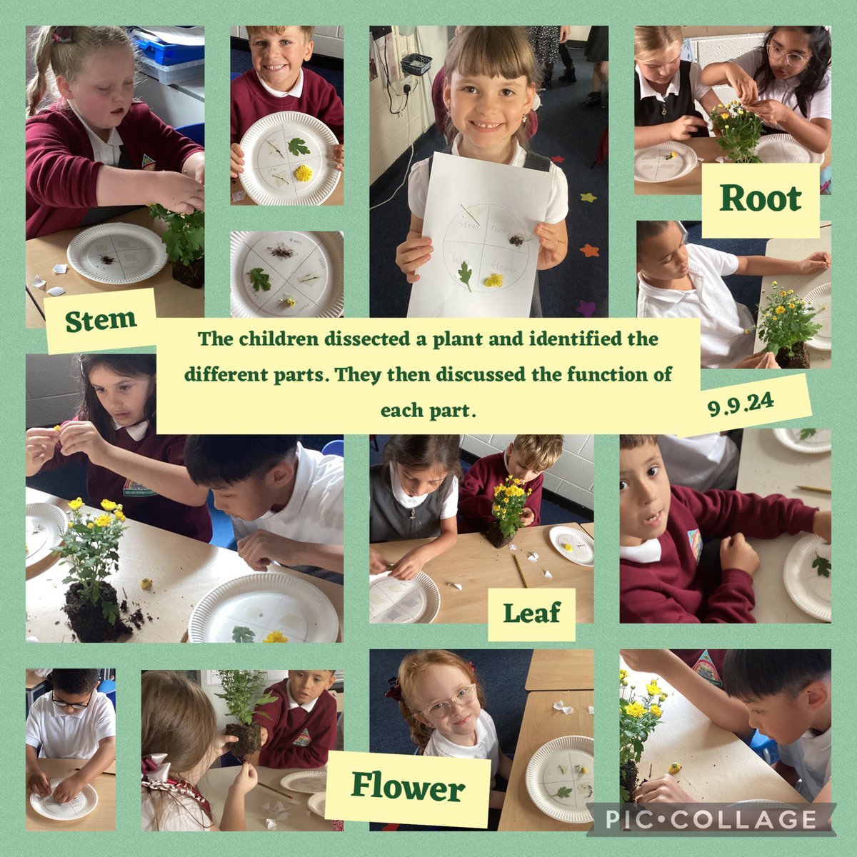 MissRomanoMLP's tweet image. Year 3 Blue enjoyed dissecting a plant  in order to identify the plant parts and their functions. 
@MabLanePri @MissNelsonMLP @advisoryscience #HEPScience 🪴🌼