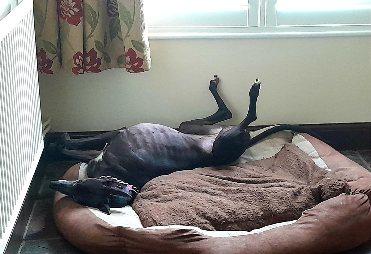 Time to celebrate with 5 dogs homed in the past fortnight!Thanks to everyone who helped, offered a home or supported us. Your all amazing and all these happy hounds thankyou x 
#retiredgreyhounds
#greyhoundsmakegreatpets
#couchpotato