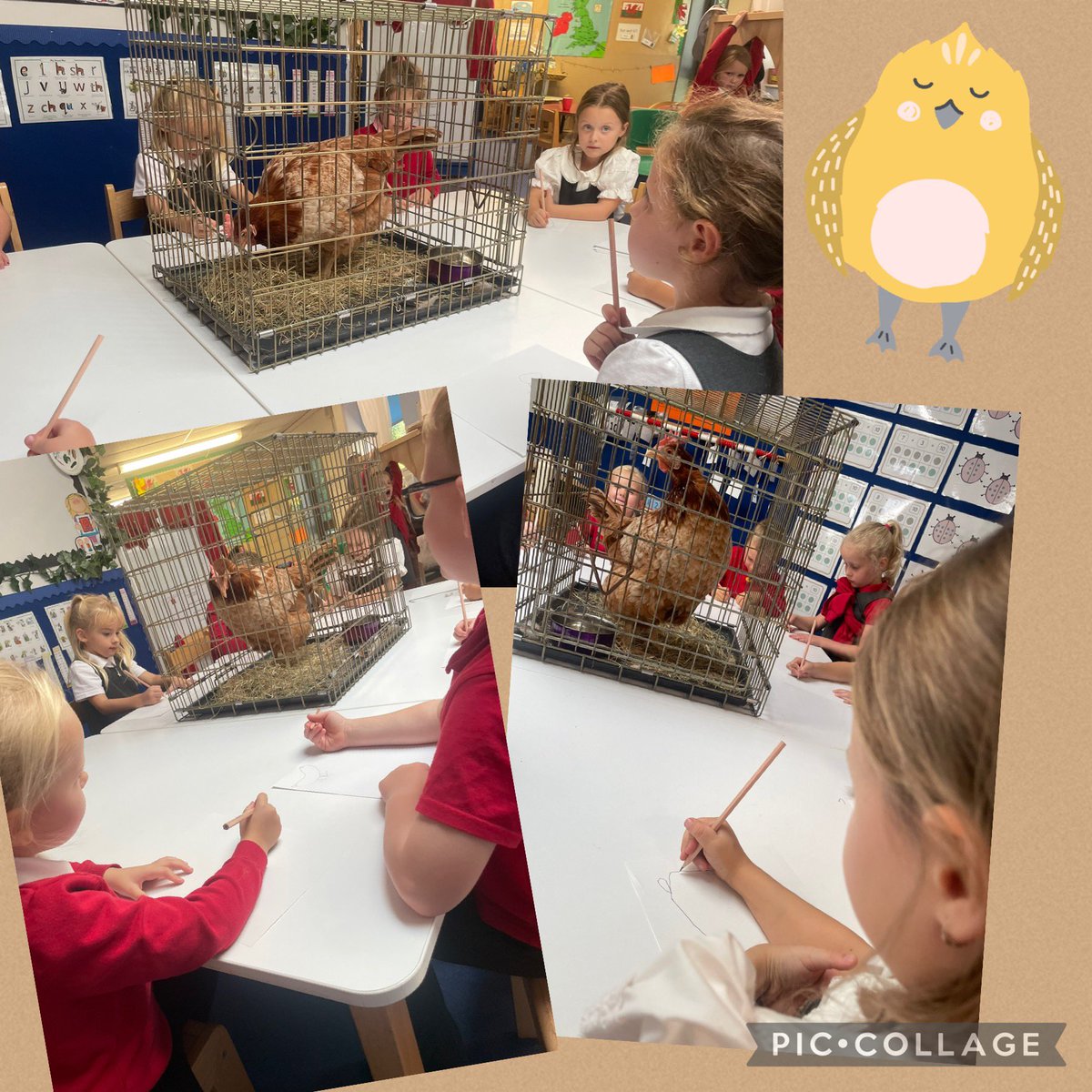 MillbrookY1 (@y1millbrook) on Twitter photo Exciting day in Beech Class today! 🐔 Rosie the hen came to visit, and we had a great time doing observational drawings of her. We loved drawing her
features 🎨🐓 <a href="/MillbrookP/">Millbrook Primary</a> Exciting day in Beech Class today! 🐔 Rosie the hen came to visit, and we had a great time doing observational drawings of her. We loved drawing her
features 🎨🐓 <a href="/MillbrookP/">Millbrook Primary</a>