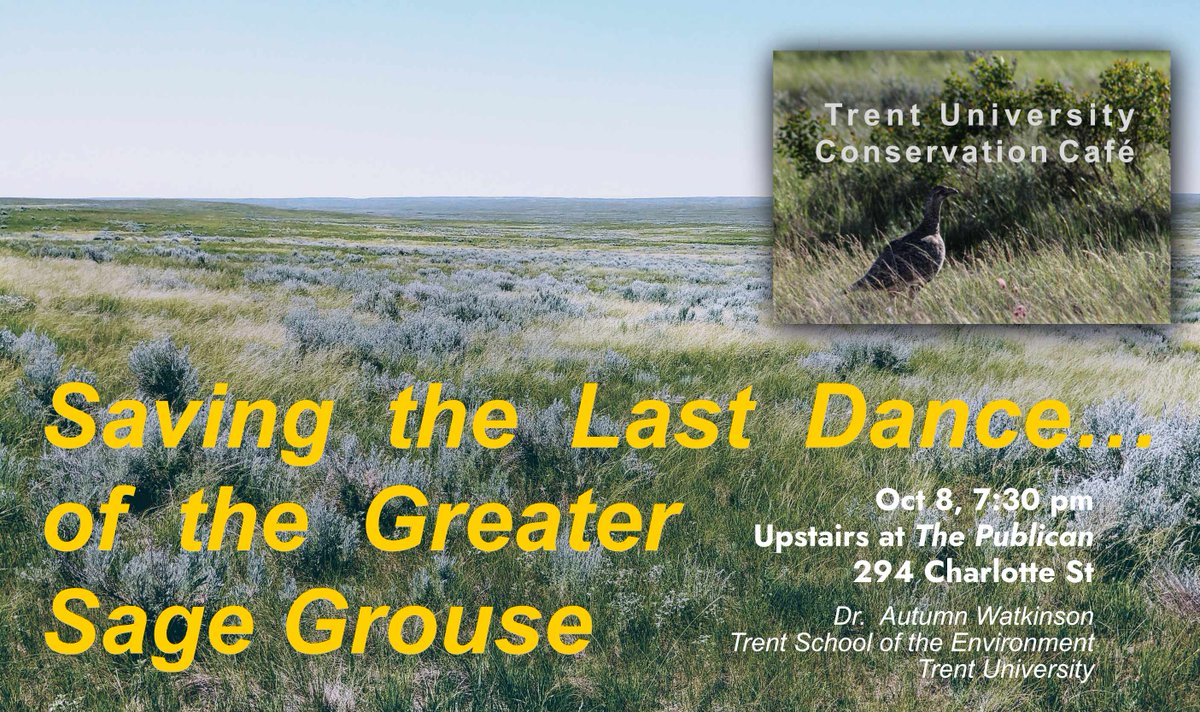 Conservation Café (@trentconserve) on Twitter photo Not in honour of thanksgiving, but perhaps nevertheless on theme, in October we will host an exciting talk about the Greater Sage Grouse and efforts to conserve its habitat from Trent's own <a href="/AutumnWatkinson/">Autumn Watkinson, PhD</a>!
Free with a cash bar, 7:30pm, Oct 8 at the Publican. 🦃 Not in honour of thanksgiving, but perhaps nevertheless on theme, in October we will host an exciting talk about the Greater Sage Grouse and efforts to conserve its habitat from Trent's own <a href="/AutumnWatkinson/">Autumn Watkinson, PhD</a>!
Free with a cash bar, 7:30pm, Oct 8 at the Publican. 🦃