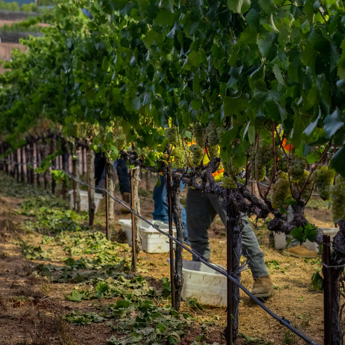 Pride Wines tweet media