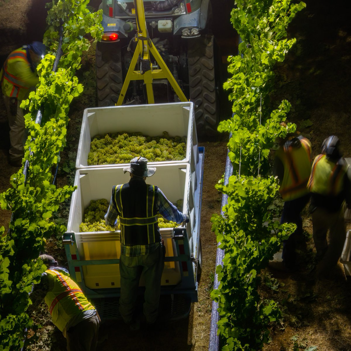 Pride Wines tweet media