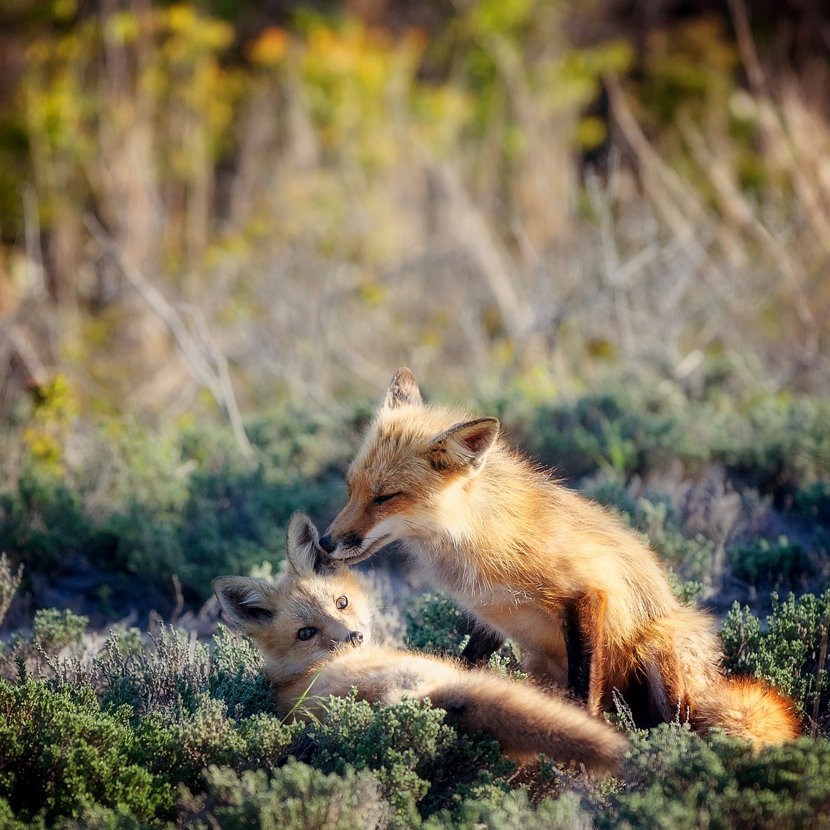 AnimalPlanet's tweet photo. A mother fox grooming her young kit 🦊

📸: Vicki Jauron

#fox #foxes #wildlife https://t.co/alemFeXkIt
