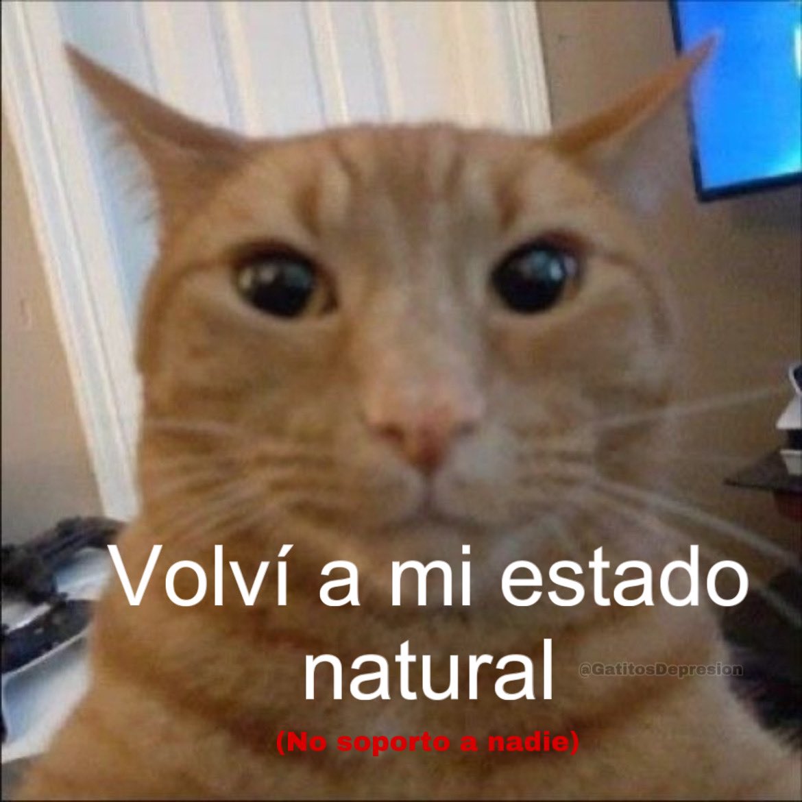 Gatitos Que Curan Tu Depresion tweet media