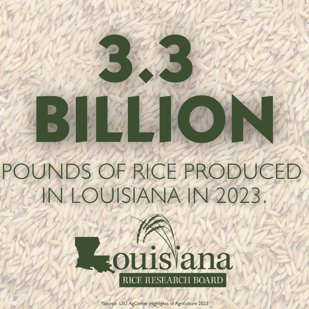 LaRiceBoard's tweet photo. Since the 1980’s, Louisiana rice farmers have more than doubled their statewide production and doubled statewide average per acre yields. 

Is that because of the Louisiana Rice Check-Off? Learn more at https://t.co/Rv8MR7pxF5. https://t.co/dPrHtuQnD4