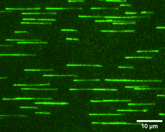 Shekhar lab (@sshekhr) on Twitter photo 📢New paper out in <a href="/PRX_Life/">PRX Life</a> !!
Excited to announce our new story where we implemented a theory-experiment dialog with my fantastic grad student <a href="/a_ankita1/">Ankita Arya</a>, and my friend and theory collaborator <a href="/Sandeep_IMSc/">Sandeep Choubey</a>!
doi.org/10.1103/PRXLif… 📢New paper out in <a href="/PRX_Life/">PRX Life</a> !!
Excited to announce our new story where we implemented a theory-experiment dialog with my fantastic grad student <a href="/a_ankita1/">Ankita Arya</a>, and my friend and theory collaborator <a href="/Sandeep_IMSc/">Sandeep Choubey</a>!
doi.org/10.1103/PRXLif…