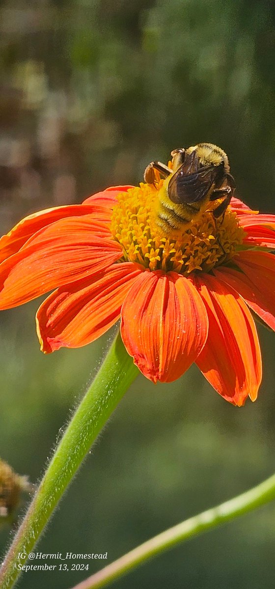 HermitHomestead's tweet photo. #bubblebee on #mexciansunflower love the #pollinators in the garden.
#nature #garden #mybackyard https://t.co/4XfI36CoBB