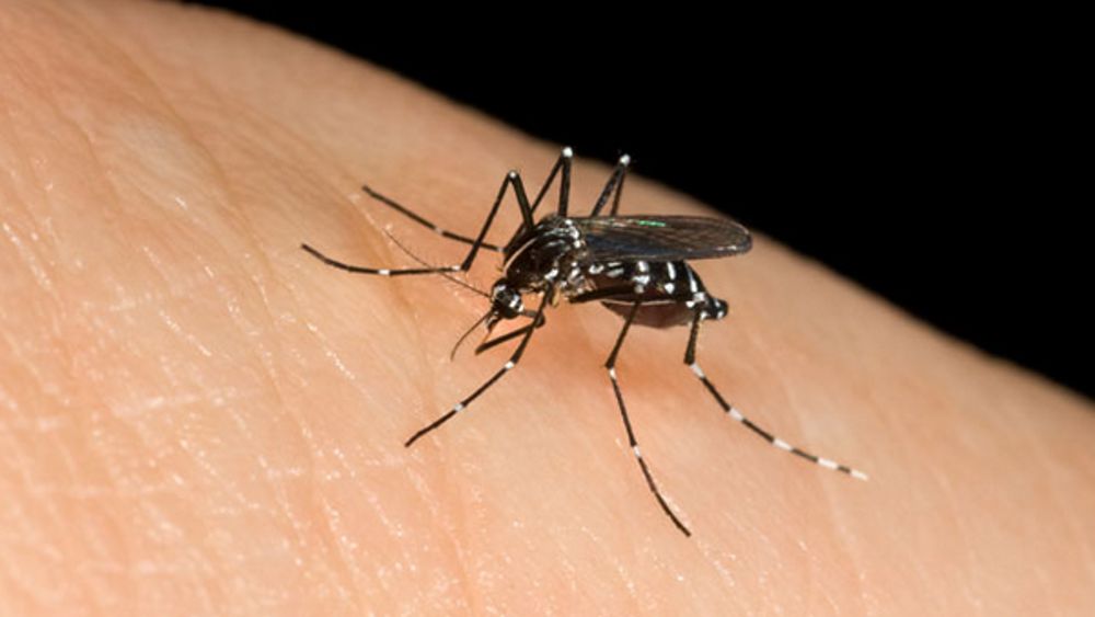 Infezione da Dengue al rientro dalla vacanza all'estero, scatta la disinfestazione a Vigolzone: L'ordinanza del sindaco dopo un caso in una coppia che abita in paese dlvr.it/TDLfcR