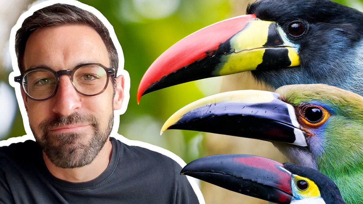 C'est le RETOUR des Max Bird Safari !

On commence cette nouvelle série d'épisodes avec le récit de ma quête de Toucans dans les Andes colombiennes...

Entre autres surprises ;)

youtube.com/watch?v=OpJq0N…

I'm BAAACK :p !

Cuicui partout