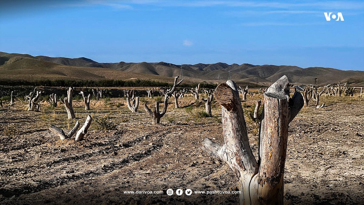 د بلوچستان د کاڼ سیمې بزګر وایي د هوا د بدلونونو او ډېرې تودوخې له کبله دغه سیمه کې د مڼو حاصلات کم شوي او ځینې باغونه په بشپړ توګه له منځه تللي دي. سالمین خپلواک د مڼو د ځینو ویجاړو شویو باغونو  عکسونه لیږلي .
<a href="/salmeenkhpalwak/">Salmeen Khpalwak</a>
#climatechange #ClimateAction #climate #voapashto