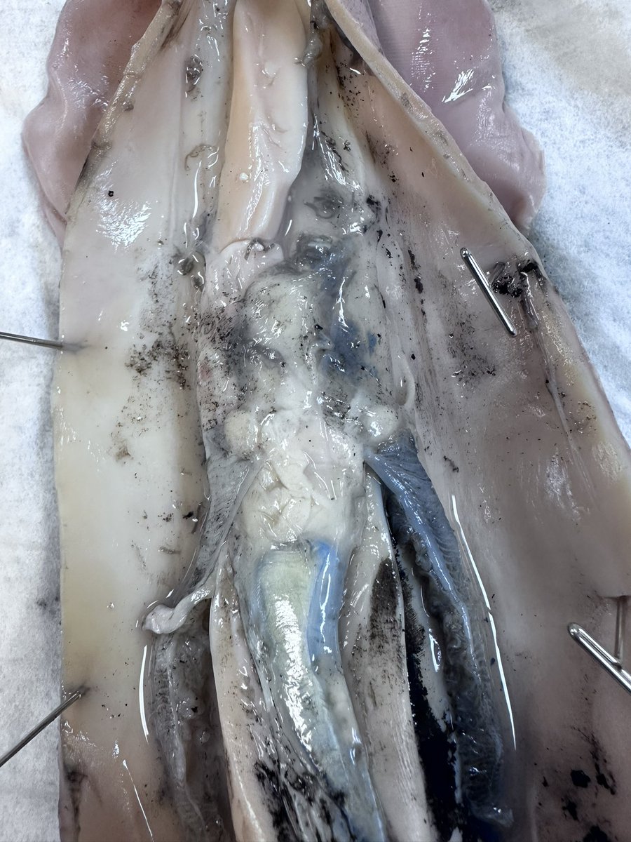 Summer King tweet media