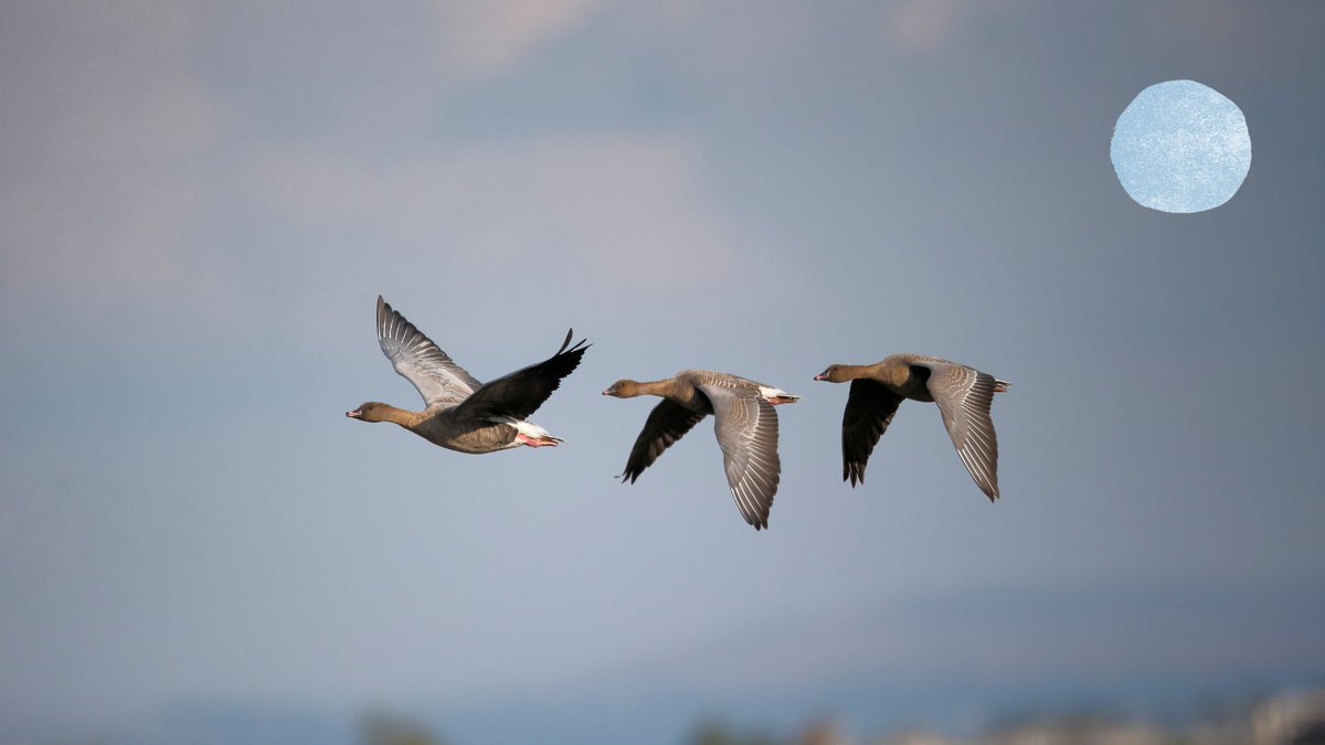 goeastlothian's tweet photo. Join the East Lothian Countryside Ranger team on special Goose Watch guided walks to witness the magical migration of pink-footed geese (25 September, 16 October) https://t.co/eMWBgcfBXv #birdwatch #visiteastlothian #eastlothian #pinkfootedgoose https://t.co/nlrRabKcfH