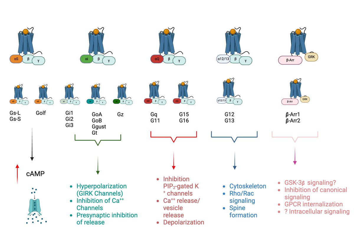 Template for G proteins now available free at:
biorender.com/template/gpcr-…
