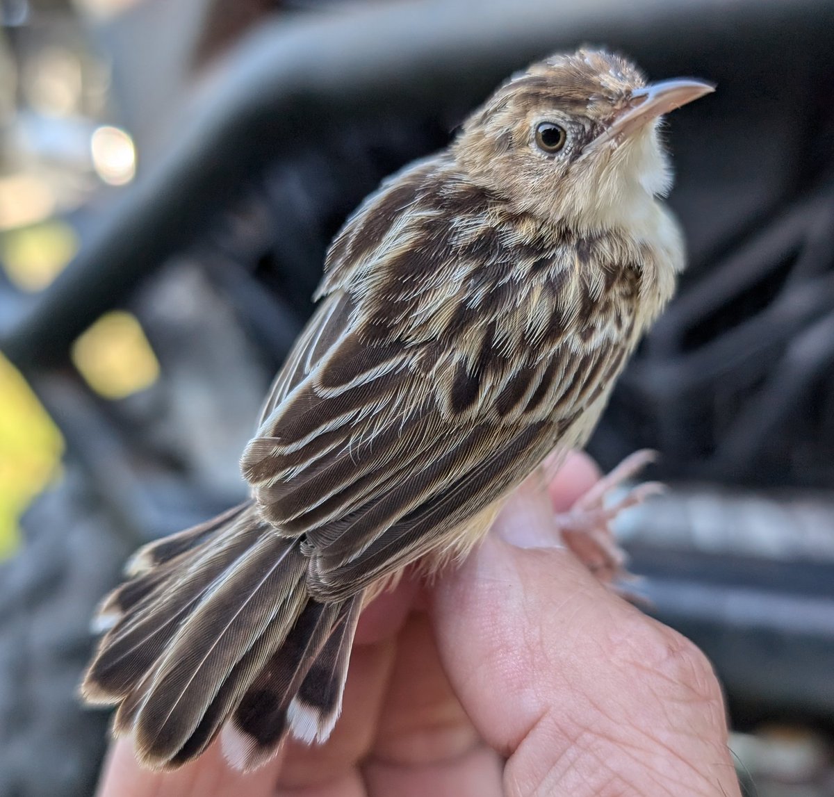 Following another successful breeding season for our Zitting Cisticola it was interesting to encounter one this morning more than half a mile from this year's breeding territory.