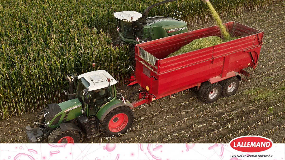 A later harvest due to delayed maize drilling and a wet spring could increase moulds and yeasts. Using Magniva Platinum inoculant specifically for maize can reduce yeasts and moulds by 99.9%, ensuring an efficient fermentation. #MadeWithMagniva