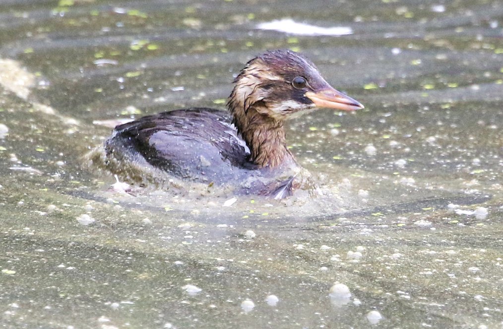 Here are some pics I have taken over the last few days. Still struggling and can't walk far without running out of breath. These were taken after a gentle walk at Oare. This is a Little Grebe swimming through the algae surface scum!
Enjoy!
<a href="/Natures_Voice/">RSPB</a>  <a href="/KentWildlife/">Kent Wildlife Trust</a> <a href="/NatureUK/">NatureUK</a>