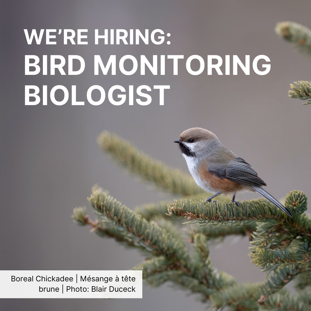 Join the flock!

Birds Canada is hiring a Bird Monitoring Biologist to help in supporting monitoring efforts, leading Autonomous Recording Unit (ARU) data management and processing.

Learn more about this position and apply on our website: tinyurl.com/yyw6u3f8