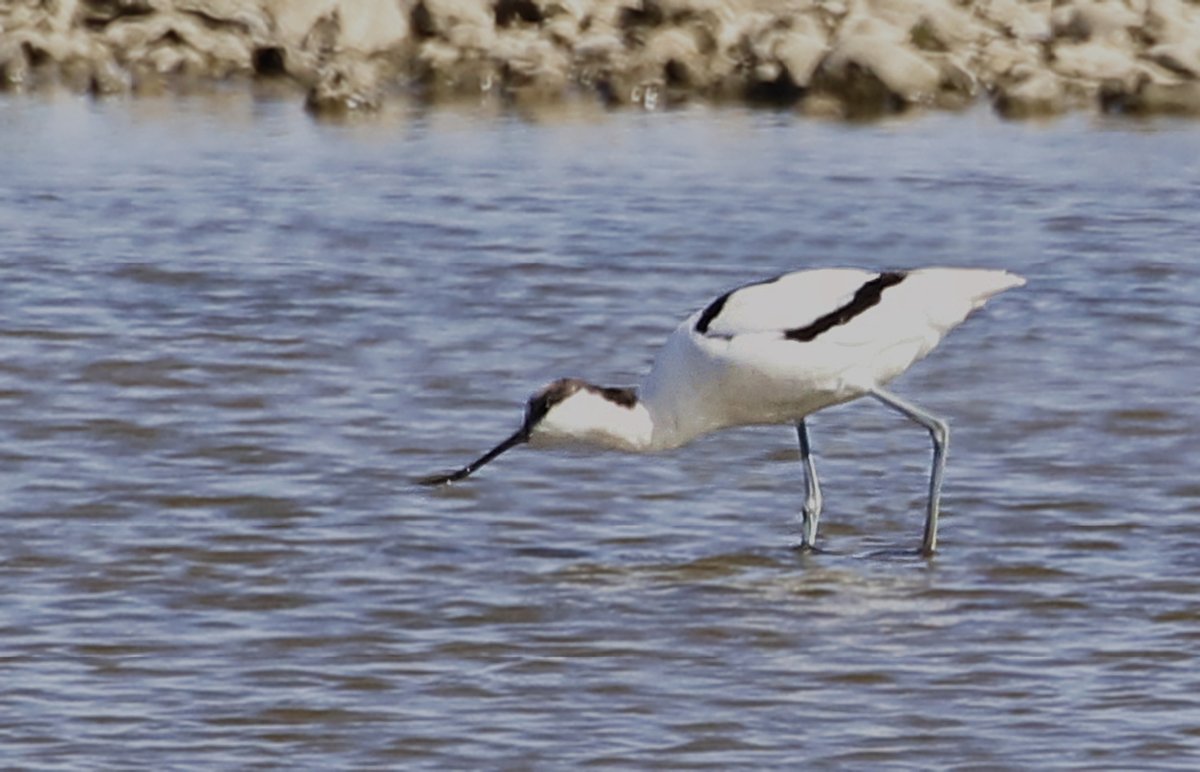 Here are some pics I have taken over the last few days. Still struggling and can't walk far without running out of breath. These were taken after a gentle walk at Oare. This is an Avocet sweeping the water for aquatic creatures!
Enjoy!
<a href="/Natures_Voice/">RSPB</a>  <a href="/KentWildlife/">Kent Wildlife Trust</a> <a href="/NatureUK/">NatureUK</a>