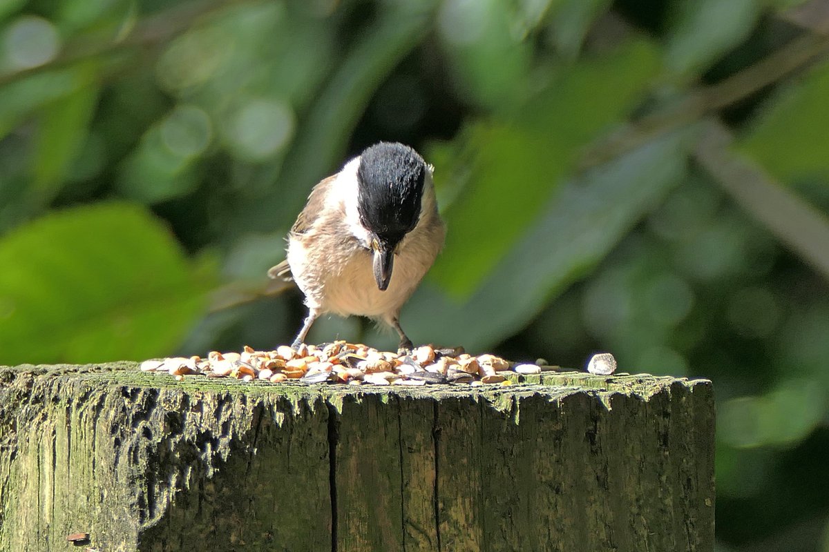 During today's walk I noted a definite movement of pipits, both flying over &amp; on the ground, presumably Meadow pipits. 
Also, someone had put seed down near Cogan Wood &amp; I caught this Nuthatch &amp; Marsh tit feasting (earliest I've seen Marsh tits - usually winter sightings here).