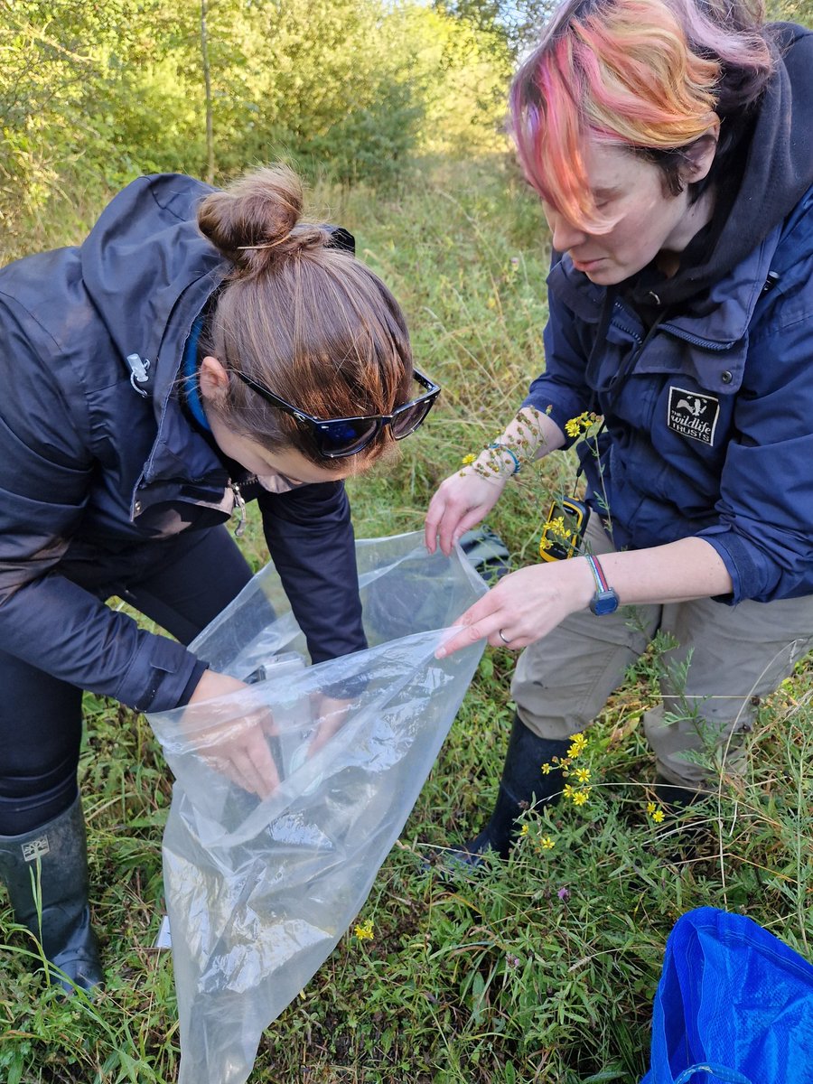 Delighted to find two water shrews whilst mammal trapping at Strawberry Hill last week. Anotger new species to add to the site list. Also found several wood mice and a pygmy shrew. 
#UKmammals