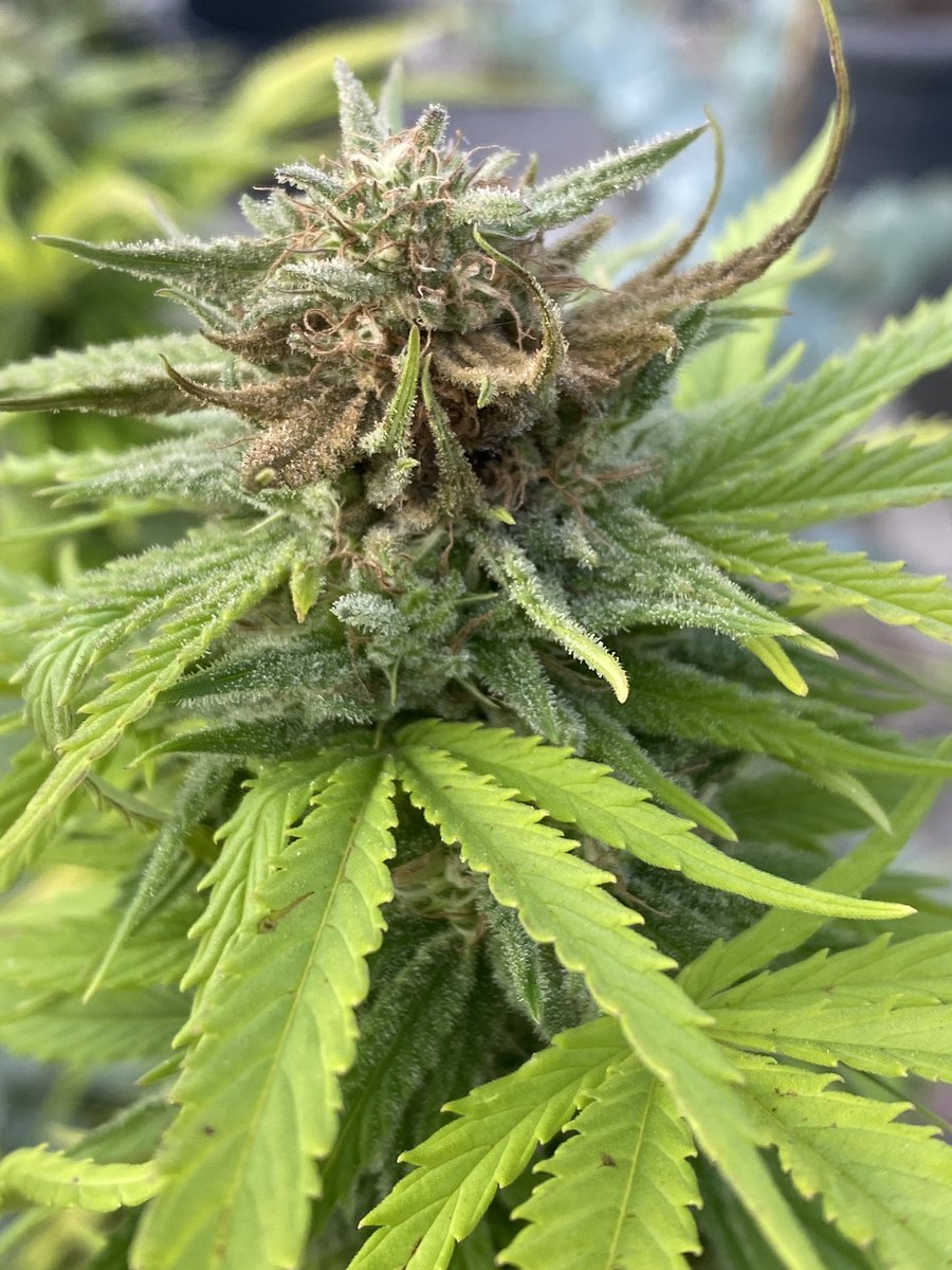 Könnt ihr mir sagen was das ist ? Schimmel ?