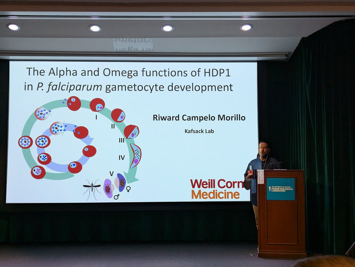 Dr. Riward A. Campelo Morillo <a href="/Riward/">Riward Campelo</a> from Dr. Björn F.C. Kafsack  at Weill Cornell 
Medicine presents their exciting work on The distinct Alpha and Omega functions of PfHDP1 are both essential for transmission. #MPM2024 <a href="/parasitesrule/">parasitesrule</a>