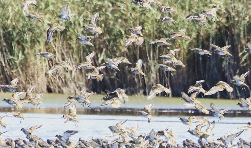 Here are some pics I have taken over the last few days. Still struggling and can't walk far without running out of breath. These were taken after a gentle walk at Oare. The Waders were 'Spooked' &amp; up they went - mainly Golden Plover!
Enjoy!
<a href="/Natures_Voice/">RSPB</a>  <a href="/KentWildlife/">Kent Wildlife Trust</a> <a href="/NatureUK/">NatureUK</a>